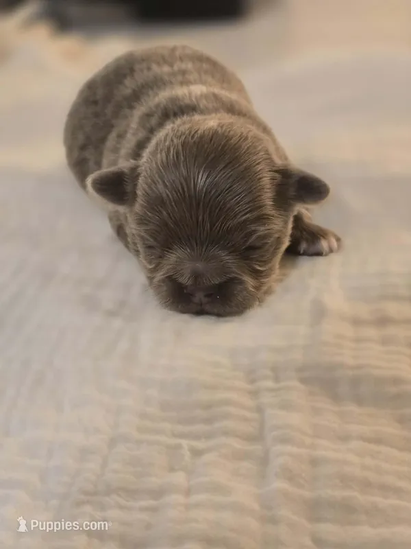 lucky – Chihuahua puppy for sale in Newark Valley, NY