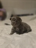 lucky, a male Chihuahua for sale in Newark Valley, NY – Photo 3 of 7