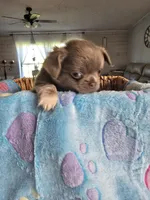 lucky, a male Chihuahua for sale in Newark Valley, NY – Photo 6 of 8