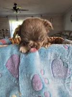 lucky, a male Chihuahua for sale in Newark Valley, NY – Photo 8 of 8