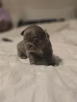 lucky, a male Chihuahua for sale in Newark Valley, NY – Photo 2 of 7