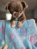 lucky, a male Chihuahua for sale in Newark Valley, NY – Photo 2 of 8