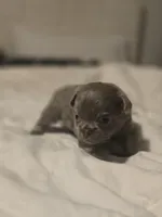 lucky, a male Chihuahua for sale in Newark Valley, NY – Photo 7 of 7