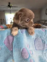 lucky, a male Chihuahua for sale in Newark Valley, NY – Photo 5 of 8