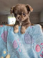 lucky, a male Chihuahua for sale in Newark Valley, NY – Photo 7 of 8