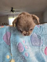 lucky, a male Chihuahua for sale in Newark Valley, NY – Photo 3 of 8