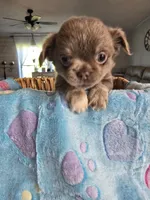 lucky, a male Chihuahua for sale in Newark Valley, NY – Photo 4 of 8