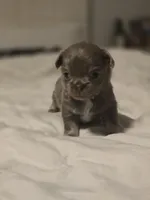 lucky, a male Chihuahua for sale in Newark Valley, NY – Photo 4 of 7