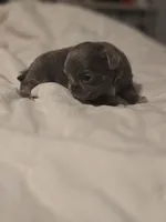 lucky, a male Chihuahua for sale in Newark Valley, NY – Photo 6 of 7