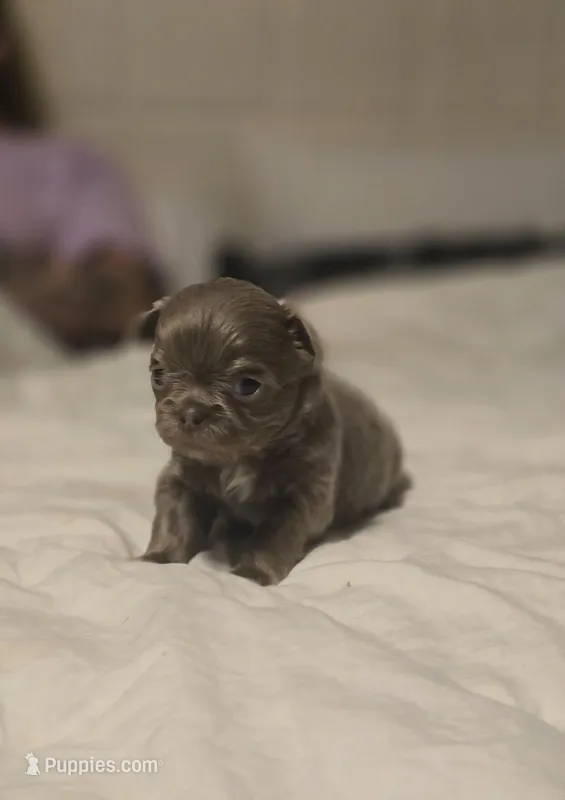 lucky – Chihuahua puppy for sale in Newark Valley, NY