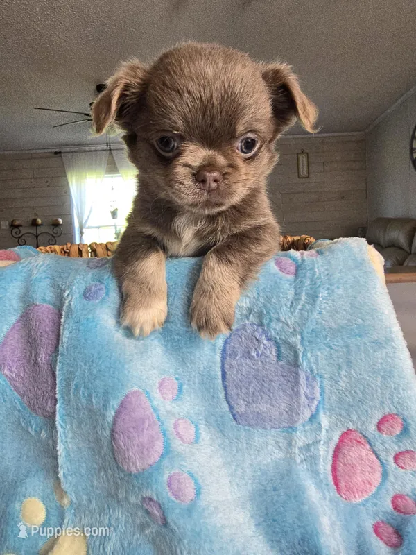 lucky – Chihuahua puppy for sale in Newark Valley, NY