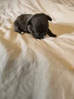 Jillian, a female Chihuahua for sale in Newark Valley, NY – 3 of 9