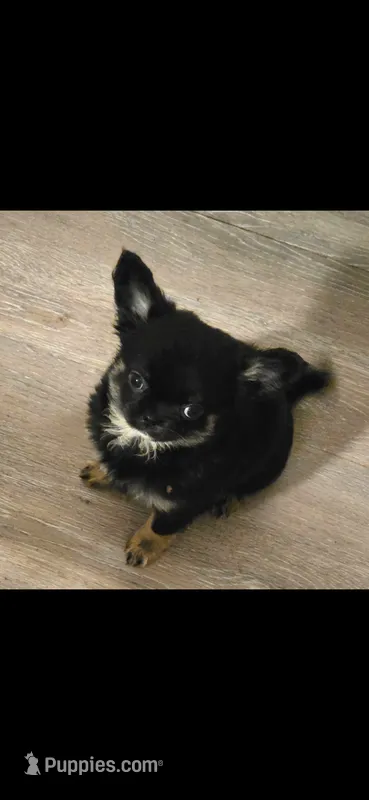 Jackie, a female Chihuahua for sale in Newark Valley, NY – 1 of 1