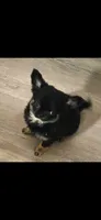 Jackie, a female Chihuahua for sale in Newark Valley, NY – 1 of 1