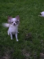 Hildie, a female Chihuahua for sale in Newark Valley, NY – 2 of 3
