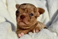 Bella-Jean , a female Chihuahua for sale in Newark Valley, NY – 7 of 7