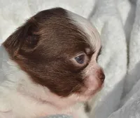 Basil, a male Chihuahua for sale in Newark Valley, NY – 2 of 7
