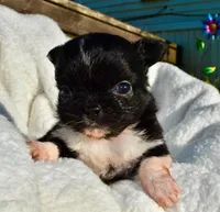 izzy, a female Chihuahua for sale in Newark Valley, NY – 3 of 7