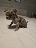 Bella-Jean , a female Chihuahua for sale in Newark Valley, NY – 7 of 7