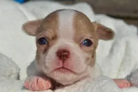 Bella, a female Chihuahua for sale in Newark Valley, NY – 4 of 8