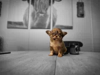 Toby, a male Chihuahua for sale in Newark Valley, NY – 6 of 7