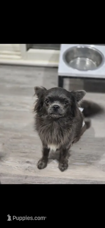 Stitch – Chihuahua puppy for sale in Newark Valley, NY