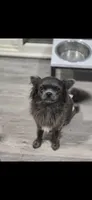 Stitch, a male Chihuahua for sale in Newark Valley, NY – 1 of 3