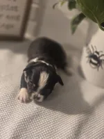 Lizzy, a female Chihuahua for sale in Newark Valley, NY – Photo 2 of 5