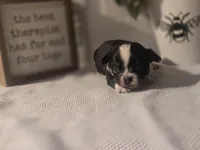 Lizzy, a female Chihuahua for sale in Newark Valley, NY – Photo 3 of 5