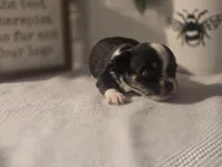 Lizzy, a female Chihuahua for sale in Newark Valley, NY – Photo 5 of 5