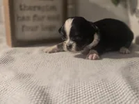 Lizzy, a female Chihuahua for sale in Newark Valley, NY – Photo 1 of 5