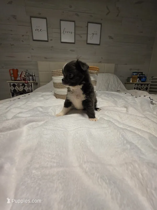 Jazz – Chihuahua puppy for sale in Newark Valley, NY