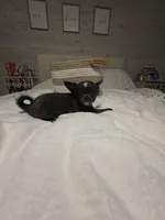 Jill, a female Chihuahua for sale in Newark Valley, NY – 10 of 10