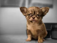 Toby, a male Chihuahua for sale in Newark Valley, NY – 2 of 7
