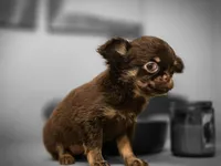 Tanya, a female Chihuahua for sale in Newark Valley, NY – 3 of 7