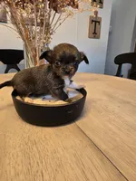 Allison, a female Chihuahua for sale in Newark Valley, NY – 2 of 5