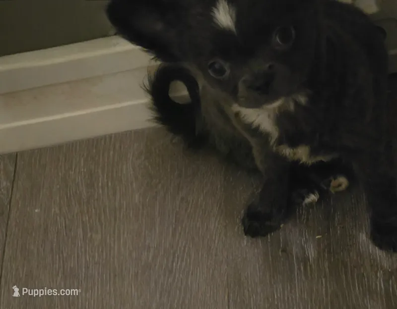 Jill – Chihuahua puppy for sale in Newark Valley, NY