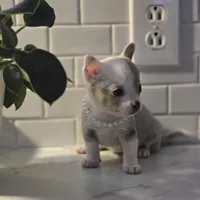 Lilly, a female Chihuahua for sale in Newark Valley, NY – Photo 3 of 10