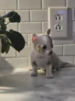 Lilly, a female Chihuahua for sale in Newark Valley, NY – Photo 3 of 10