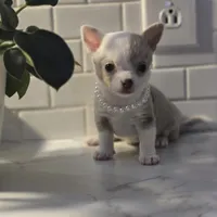 Lilly, a female Chihuahua for sale in Newark Valley, NY – Photo 7 of 10