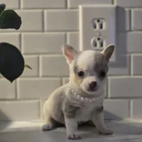 Lilly, a female Chihuahua for sale in Newark Valley, NY – Photo 6 of 10