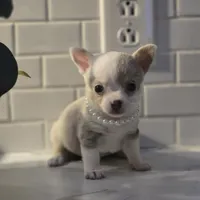 Lilly, a female Chihuahua for sale in Newark Valley, NY – Photo 5 of 10