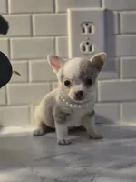 Lilly, a female Chihuahua for sale in Newark Valley, NY – Photo 5 of 10