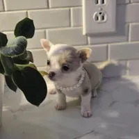 Lilly, a female Chihuahua for sale in Newark Valley, NY – Photo 1 of 10