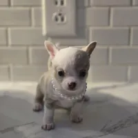 Lilly, a female Chihuahua for sale in Newark Valley, NY – Photo 9 of 10