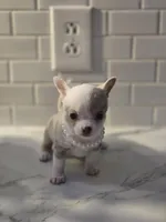 Lilly, a female Chihuahua for sale in Newark Valley, NY – Photo 9 of 10