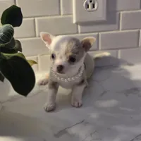 Lilly, a female Chihuahua for sale in Newark Valley, NY – Photo 4 of 10