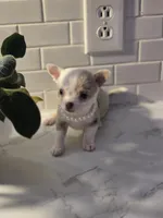 Lilly, a female Chihuahua for sale in Newark Valley, NY – Photo 4 of 10