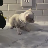 Lilly, a female Chihuahua for sale in Newark Valley, NY – Photo 2 of 10