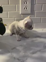 Lilly, a female Chihuahua for sale in Newark Valley, NY – Photo 2 of 10